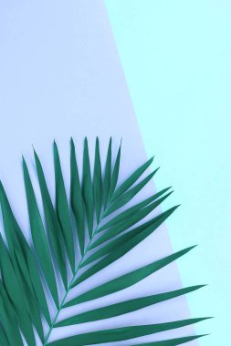 palmiye ağacı üzerinde mavi arka plan