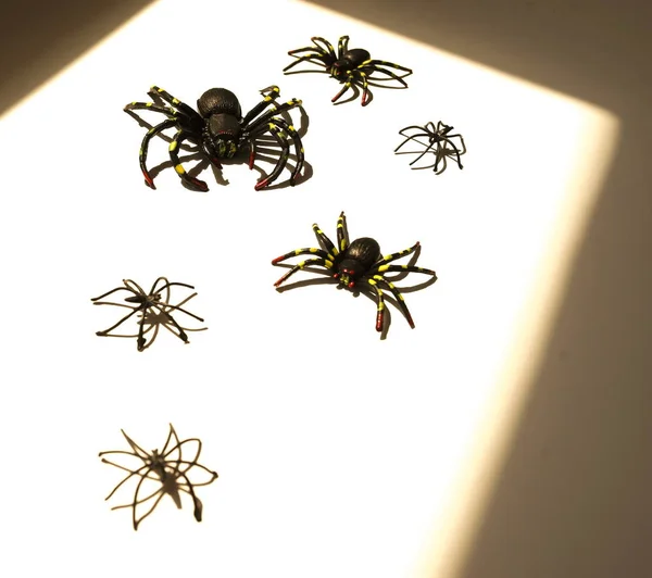 Decoración Halloween Grandes Arañas Negras Sobre Fondo Blanco Negro Vista — Foto de Stock
