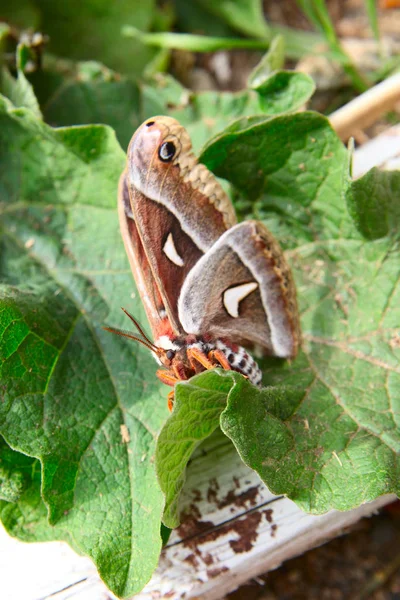 Mariposa Sentada Sobre Hojas Verdes Encima Una Pila Madera — Foto de Stock