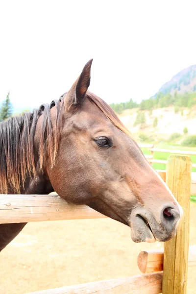 Gemengde Paard Van Het Kwart Apaloosa Ranch — Stockfoto