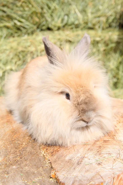 Löwenkopfkaninchen Sitzt Auf Einem Baumstamm Vor Heuhintergrund — Stockfoto