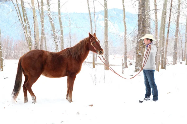Cavalo de inverno — Fotografia de Stock