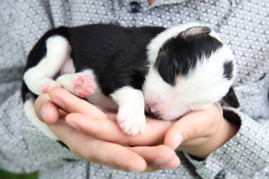 Sınır Collie köpeği