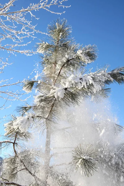 Sneeuw bos — Stockfoto