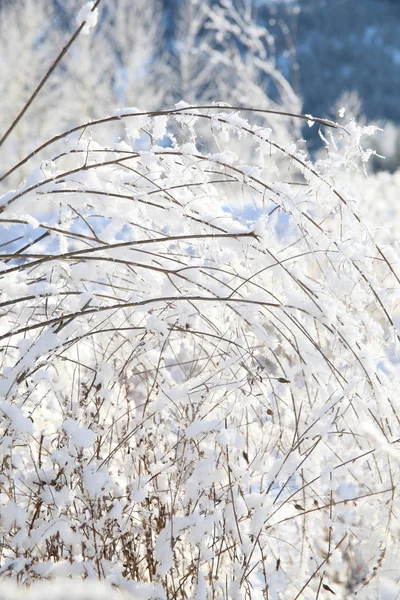 Floresta de neve — Fotografia de Stock