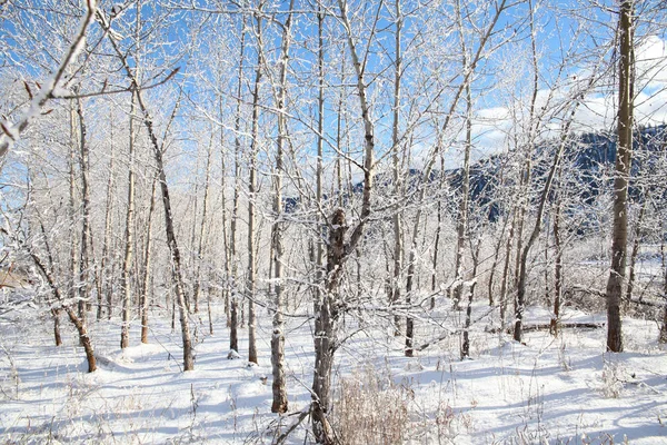 Floresta de neve — Fotografia de Stock