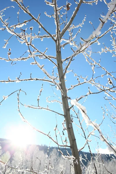 Floresta de neve — Fotografia de Stock