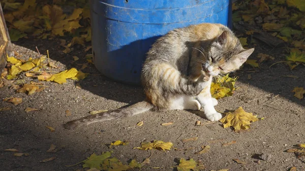 Herbst und streunende Katze. — Stockfoto