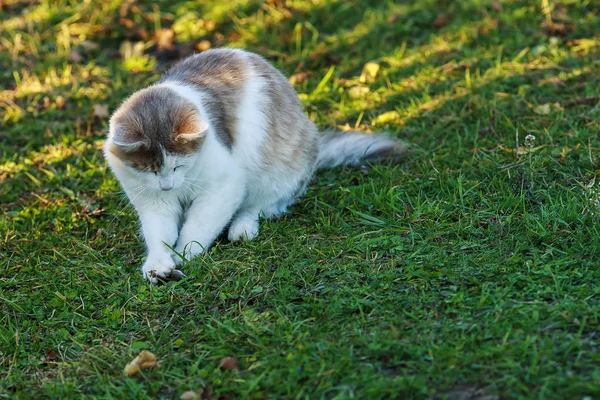 Dolma kedi yakalandı.
