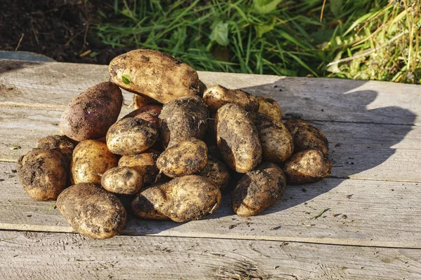 Freshly dug potatoes. — Stock Photo, Image