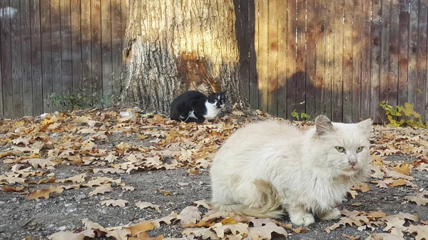 Autumn and stray cat. — Stock Photo, Image