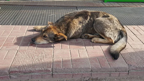 Liegender Straßenhund — Stockfoto