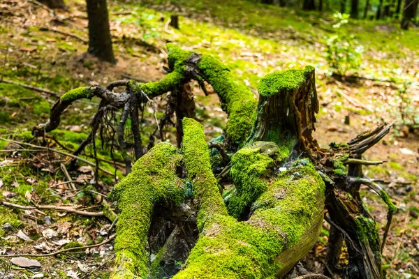 El bosque primitivo con muñón musgo —  Fotos de Stock