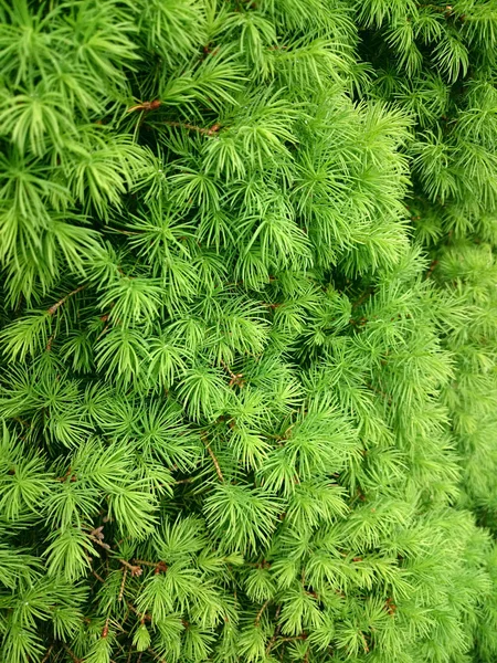 Textura Verde Árvore Conífera Com Gotas Após Chuva — Fotografia de Stock