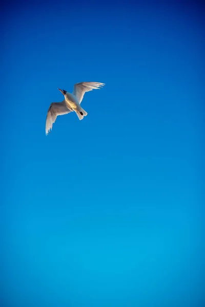 Albatro Vola Attraverso Cielo Blu — Foto Stock