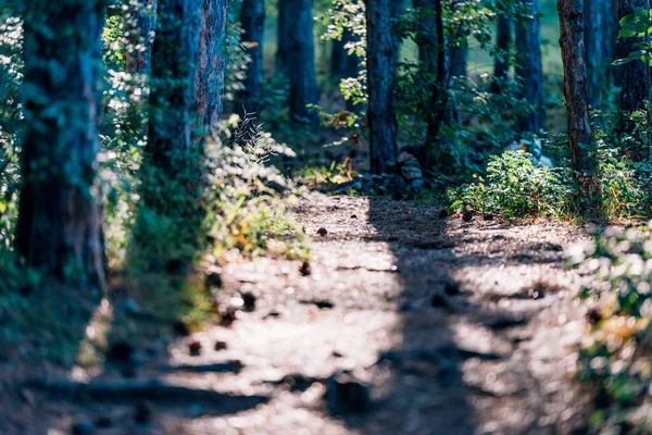Ember a hegyi kerékpár lovagol az ösvényen keresztül az erdőben, míg — Stock Fotó