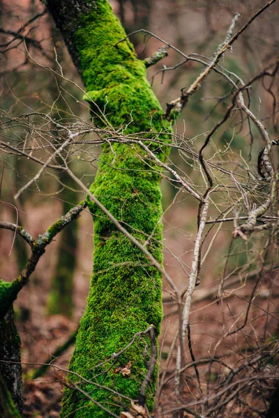 Zöld Moha Növény Fán Vagy Fatuskó Természetes Fény Mély Dzsungelben — Stock Fotó