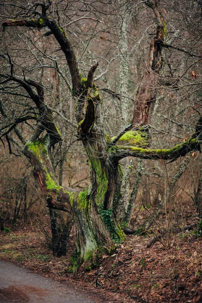 Floresta Misteriosa Com Árvores Velhas Covas Raízes Tortas — Fotografia de Stock