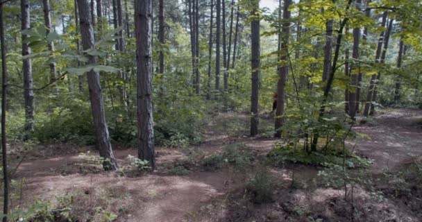 Mannelijke Loper Het Bos Klimmen Panning Shot Slow — Stockvideo