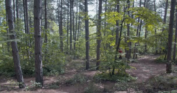 Muž Který Běhá Dne Sám Lese — Stock video