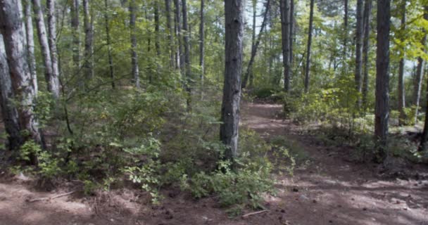 Uomo Che Corre Solo Nella Foresta Giorno — Video Stock