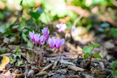 Birbirine aşık çiftler.