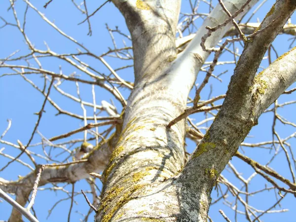 Güneşli günde baharBaşında ceviz ağacı