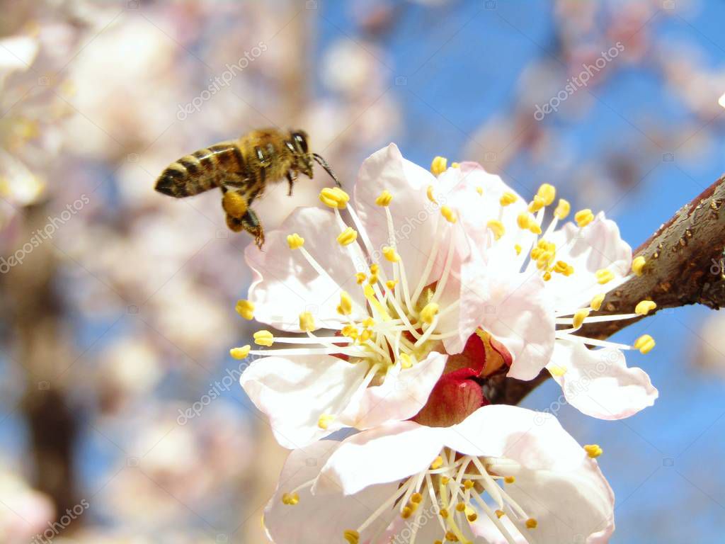 The bee lands on the flower during the sunny spring day