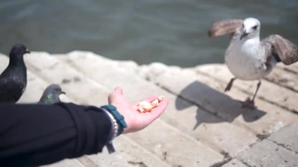 Many seagulls eat food on the Lisbon waterfront — Stock Video