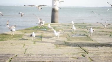 Martılar dolgu üzerinde