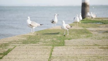 Martılar dolgu üzerinde