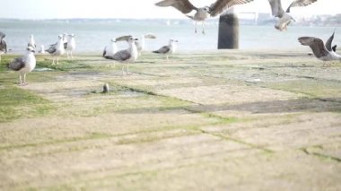 Martılar dolgu üzerinde