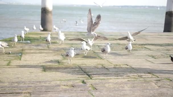 Gaivotas no aterro — Vídeo de Stock