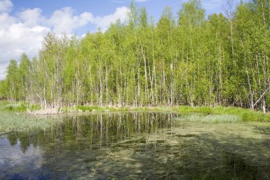 Huş ağacı orman Gölü