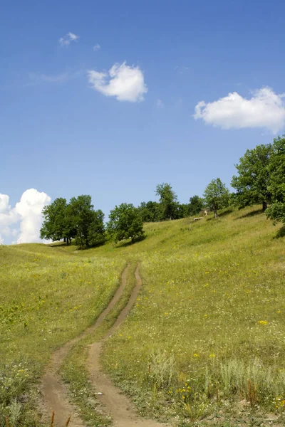 Reizen Platteland Weg Naar Het Bos — Stockfoto