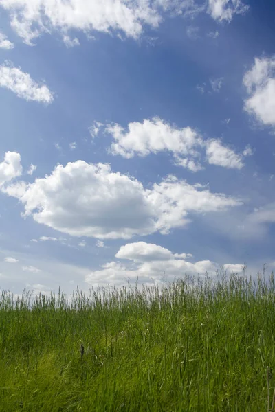 Groen Gras Een Zonnige Zomer Weide — Stockfoto