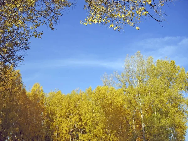 Sunny autumn forest. Gold leaf. Blue sky