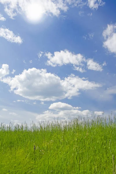 日当たりの良い夏の草原の草の緑します フィールド上に太陽 青い空と白い雲 — ストック写真