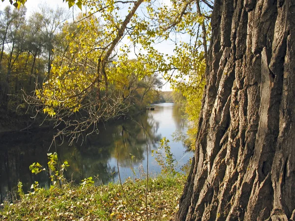 Starý Dub Pobřeží Řeka Podzimním Lese — Stock fotografie