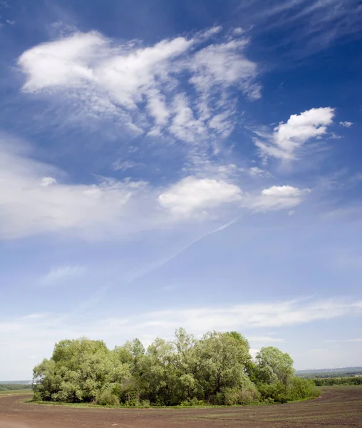 フィールド上の緑の木々 の上の青い空 — ストック写真