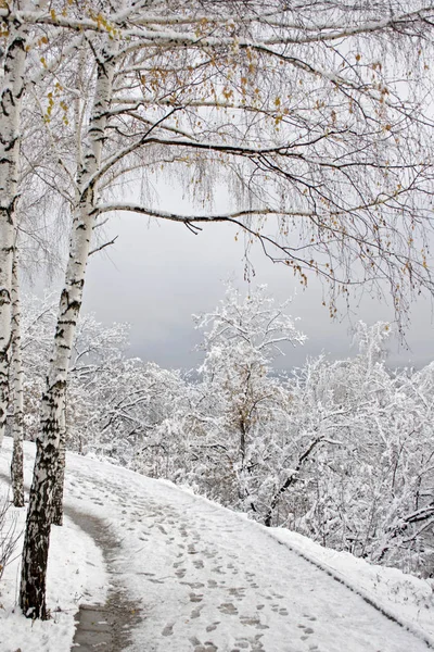 Wandelen Winter Stadspark — Stockfoto