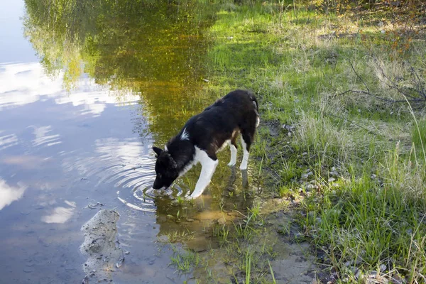 Pies Picia Jeziora Dzikim Lesie Zdjęcia Stockowe bez tantiem