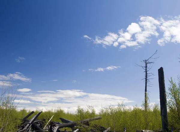 Bois Brûlé Forêt Après Incendie — Photo