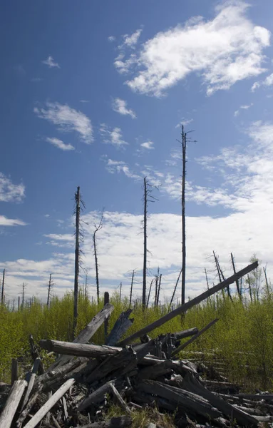 Bois Brûlé Profondément Dans Forêt Sauvage — Photo