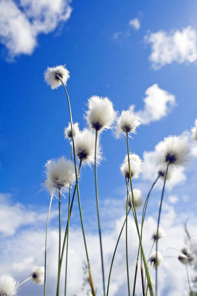 Sunny meadow. Plant on a field. Blue sky and white clouds