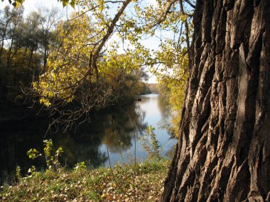 Eski meşe bir kenarı