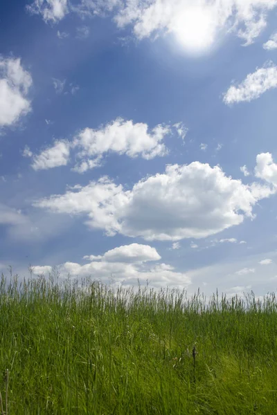 日当たりの良い夏の草原の草の緑します フィールド上に太陽 — ストック写真