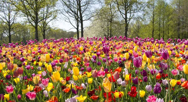 Çiçek garten. Keukenhof Hollanda — Stok fotoğraf