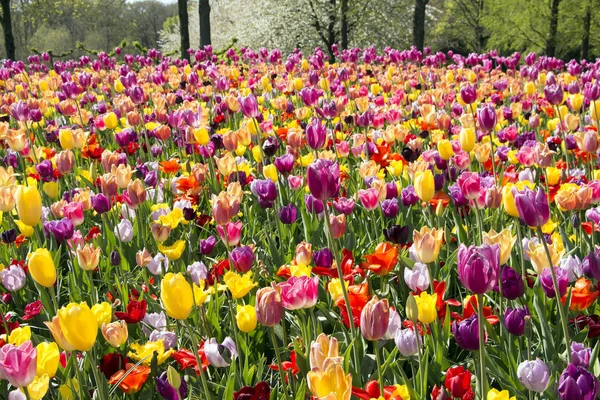 Hollanda'da Çiçek parkı Keukenhof — Stok fotoğraf