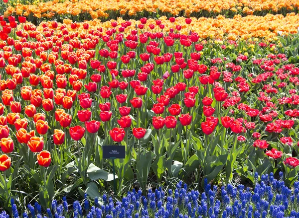 Parco dei fiori Keukenhof in Olanda — Foto Stock